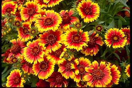 gaillardia