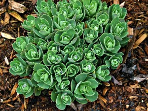 Sedum Autumn Joy