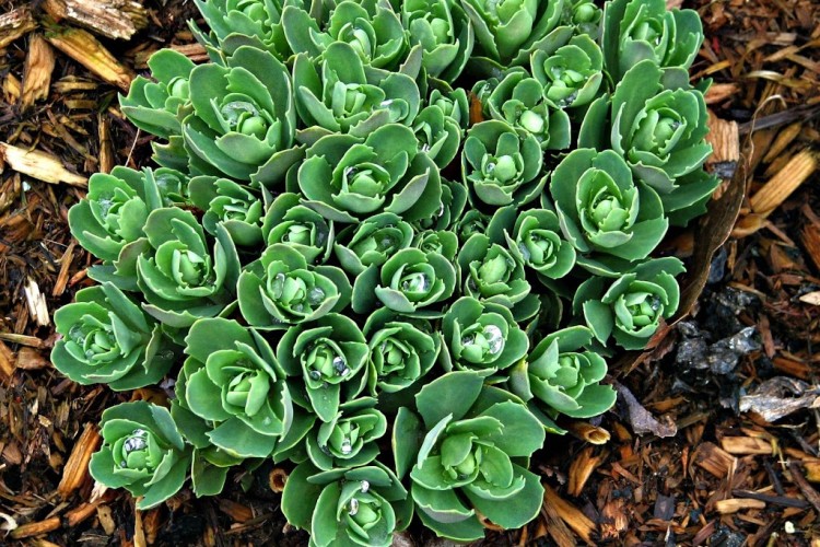 Sedum Autumn Joy