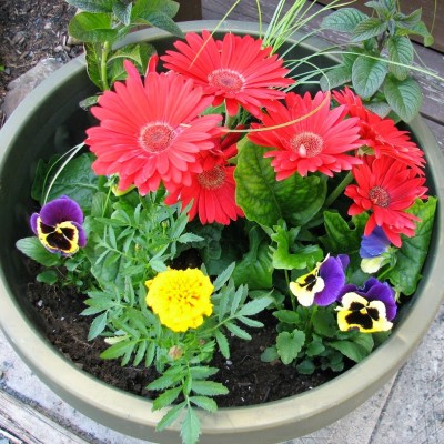 Planting Annuals in Containers