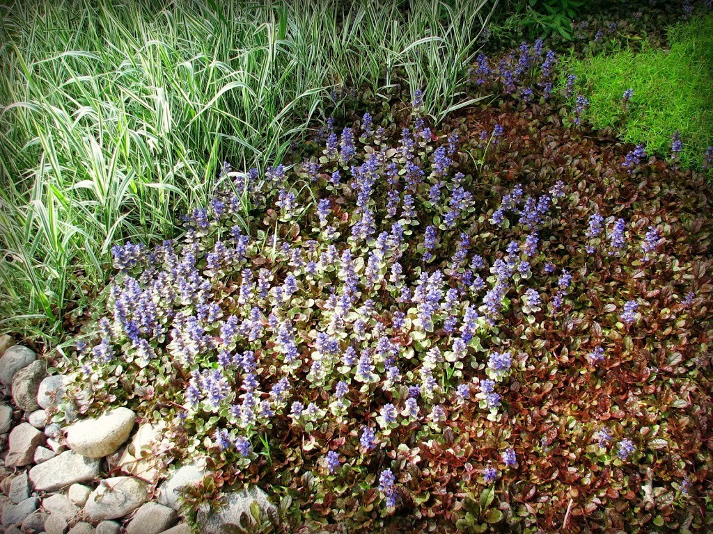 Ajuga Reptans