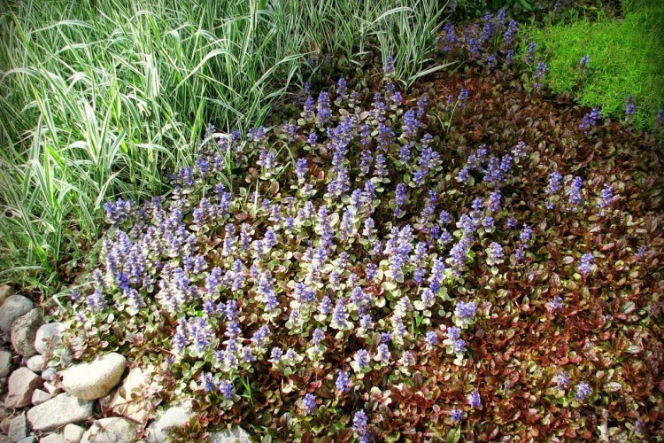 Ajuga Reptans