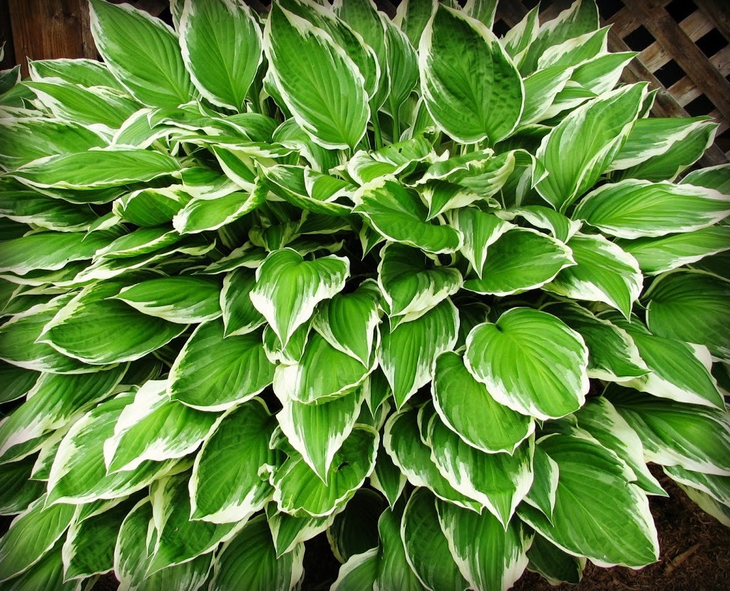 Hosta