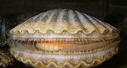 250px-Argopecten_irradians