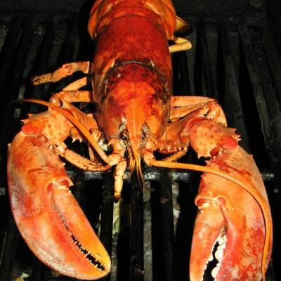 How to Grill Lobster