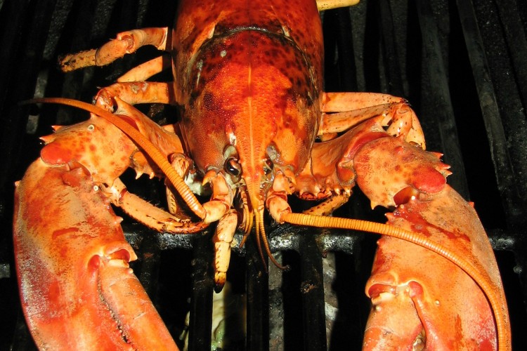 Do It All Working Mom - How to grill a lobster