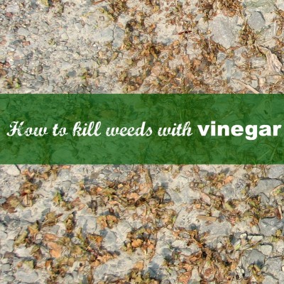 How To Kill Weeds With Vinegar