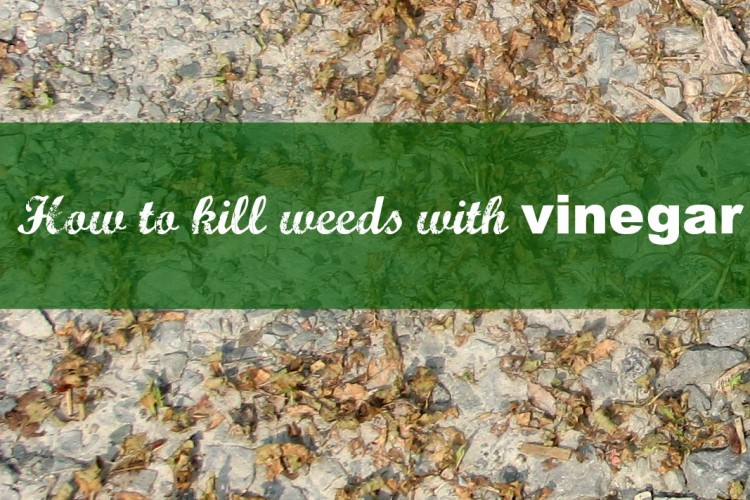 Do It All Working Mom - How to kill weeds with vinegar