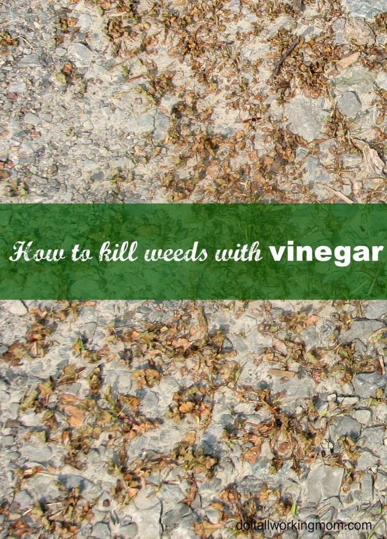 kill weeds with vinegar