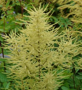 Barbe de bouc (Aruncus dioicus)