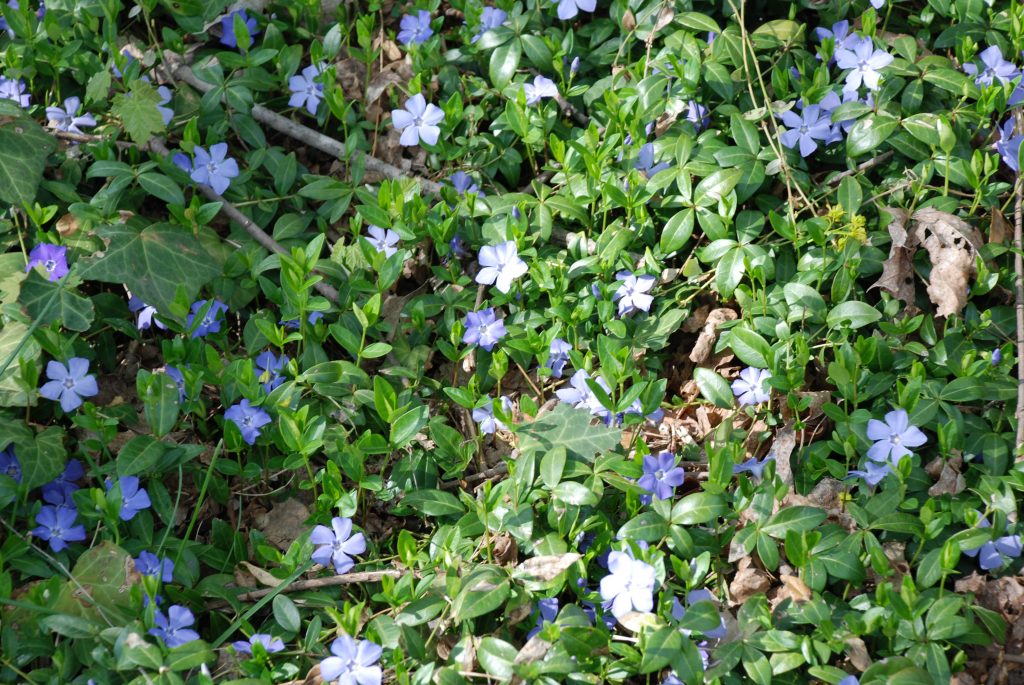 Vinca minor