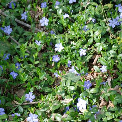 10 Best Perennials for Shade