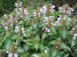 Lamium maculatum