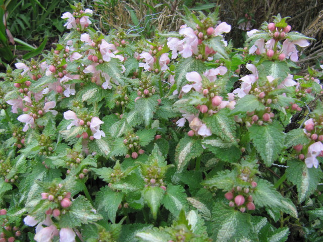 Lamium maculatum