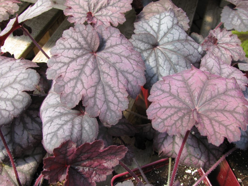 Heuchera